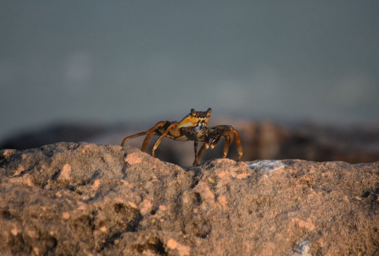 Crab Mentality di Dunia Kerja dan Cara Menghadapinya