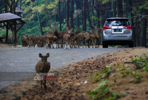 Feeding Time Taman Safari Indonesia Prigen