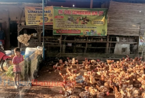Jelang Idhul Adha, Harga Ayam Merah Naik Rp 60.000/Kg