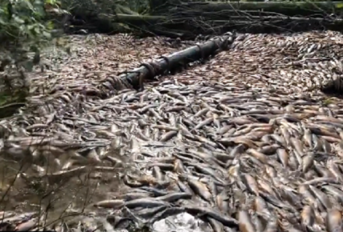 Heboh Penampakan Puluhan Ribu Ikan Salmon Mati di Sungai Kanada, Ternyata Ini Penyebabnya