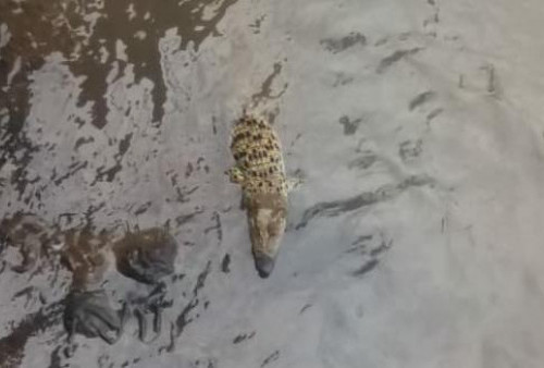 Geger, Warga Temukan Buaya Liar dengan Moncong Tertutup Lakban di Perairan Sungai Cisadane
