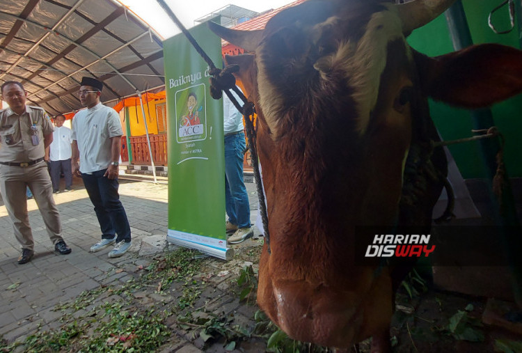 ACC Salurkan Ratusan Hewan Kurban untuk Masyarakat di Berbagai Daerah