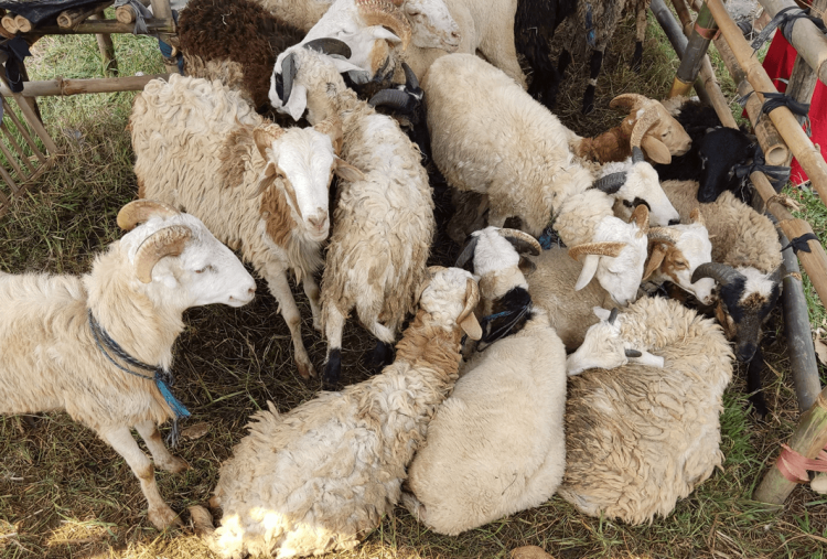 Ciri-Ciri Kambing yang Layak untuk Kurban Idul Adha 2026 sesuai Syariat Islam, Apa Saja?