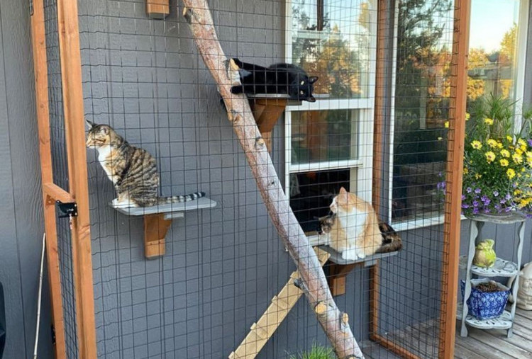 Kandang Kucing dari Baja Ringan jadi Primadona Baru