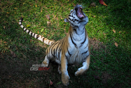 Harimau Bengal meraih daging yang dilemparkan oleh kiper di Taman Safari Indonesia (TSI) Prigen, Jawa Timur, Sabtu 21 Juli 2023. Memberi makan satwa atau yang biasa di sebut feeding time di Taman Safari Indonesia ini merupakan salah satu daya tarik tersendiri bagi para pengunjung serta menjadi tujuan wisata edukasi dilokasi tersebut.
