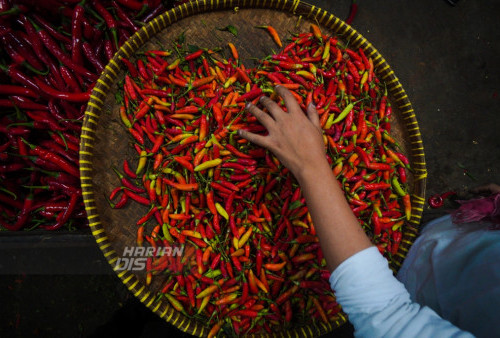 Pedagang menata cabai rawit di Pasar Keputran Surabaya, Jawa Timur, Senin 1 Agustus 2022. Harga jual beberapa jenis cabai di Kota Pahlawan mulai turun seperti cabai menjadi Rp50.000 per kilogram dan cabai merah teropong Rp40.000 per kilogram.