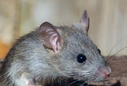 Waspada! Virus Tikus Ditemukan di Jakarta, Seperti Apa Gejalanya?