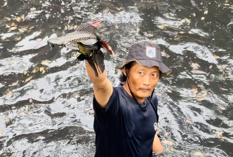 60% Sungai Jakarta Dikuasai Ikan Sapu-Sapu, 68 Ribu Ekor Ditangkap di 5 Wilayah