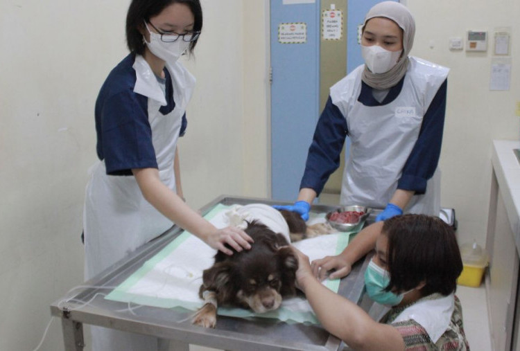RSH Unair Buka Program Volunteer selama Libur Lebaran, Bangkitkan Kepedulian Anak Muda Terhadap Hewan