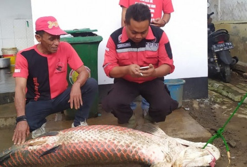 Heboh, 3 Ikan 150 Kg Muncul Usai Banjir di Garut, Akhirnya Dicincang Warga