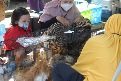 Komunitas Peduli Kucing di Kota Malang (1):  Atasi Overpopulasi Kucing dengan Sterilisasi