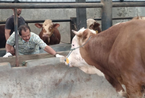 129 Sapi dan Kerbau Positif PMK di Kabupaten Tasikmalaya