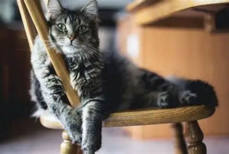 5 Tips Merawat Kucing Ras Rumahan Agar Bulunya Tidak Rontok saat Kemarau