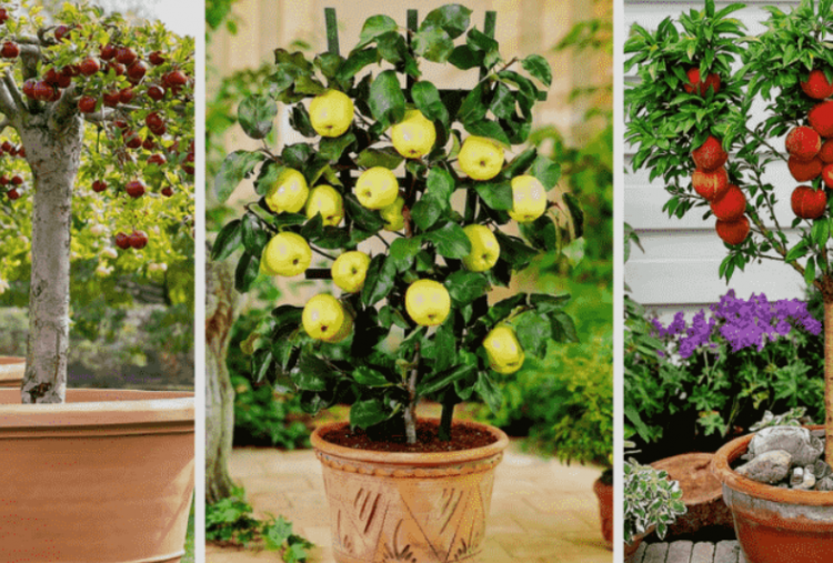 7 Tanaman Buah dalam Pot yang Cepat Berbuah dan Cocok untuk Lahan Sempit