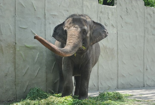 Menyedihkan! Gajah Paling Sedih di Dunia Mati di Usia ke-49