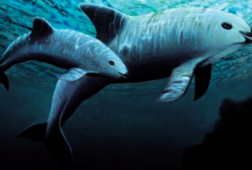 Vaquita, Spesies Lumba-lumba Terkecil Dunia yang Tinggal 10 Ekor
