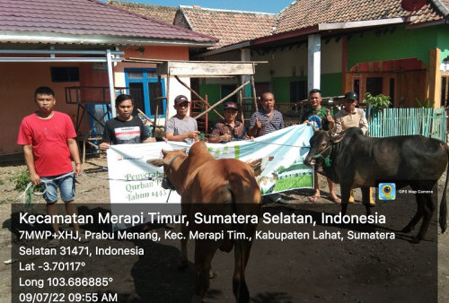 Hewan Kurban, Desa Prabu Menang Dibantu Perusahaan 4 Sapi dan 3 Kambing