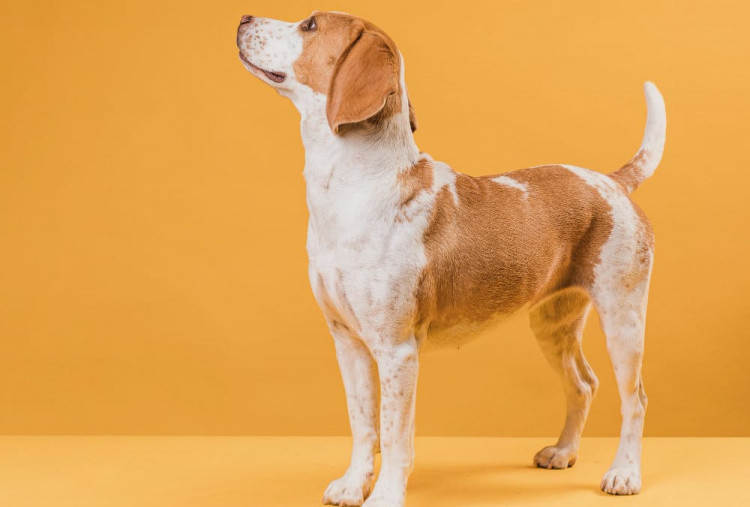 Kotoran Anjing Berubah? Ini Tanda yang Harus Segera Dibawa ke Dokter Hewan