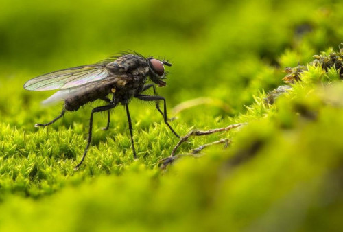Bahaya Makanan Bekas Dihinggapi Lalat, Jangan Dimakan Deh, Bakterinya Banyak!