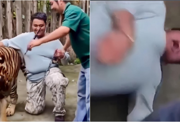 Viral Turis India Diserang Harimau di Phuket Saat Hendak Selfie: Asyik Mengelus, Tiba-tiba Menerkam!