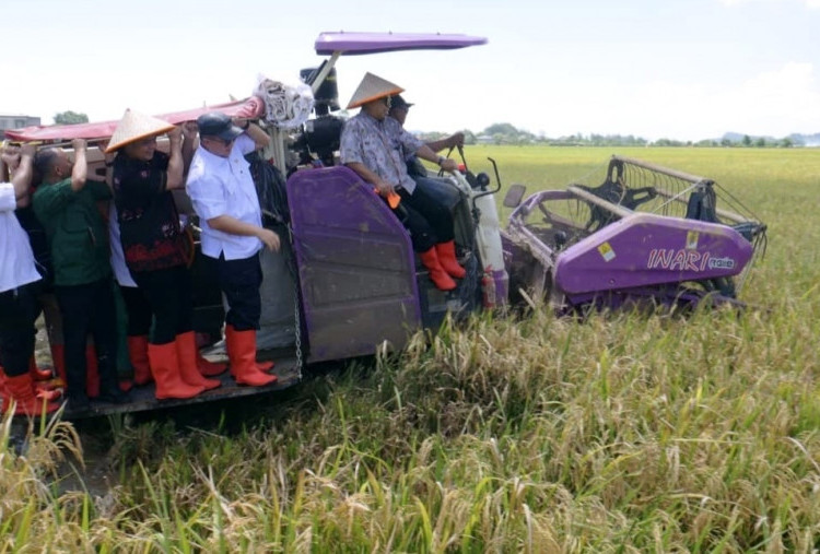 PGN–BRIN Dongkrak Produktivitas Pesisir, Panen Biosalin Jepara Tembus 176 Ton