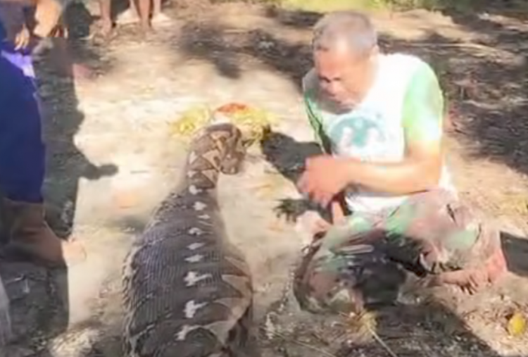 Viral Ular Piton 8 Meter Dibunuh Warga Buton Selatan Gegara Telan Pria Tua saat Cari Pakan Ayam