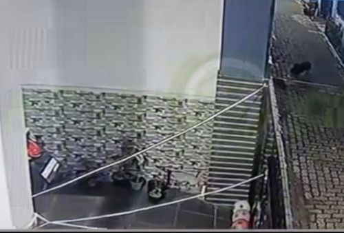 Depok Gempar! Diduga Babi Ngepet Terekam CCTV, Mengendus di Komplek Perumahan: Heboh di Group RW