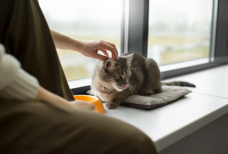 4 Rekomendasi Cat Cafe di Surabaya bagi Cat Lovers yang Hobi Nongkrong