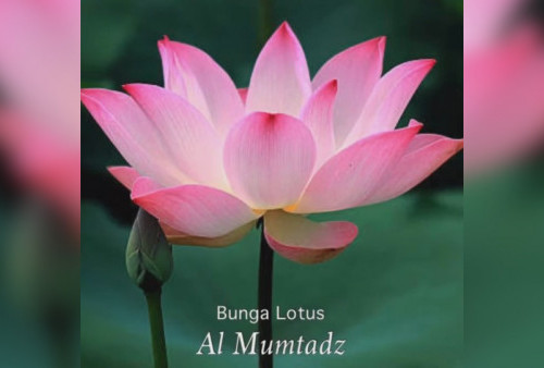 Bunga Lotus Al Mumtadz Hanya Ada Satu di Tiongkok, Ridwan Kamil Syok Teringat Eril
