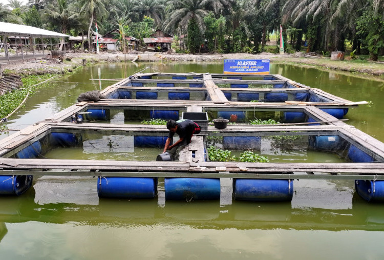 Geliat Ekonomi di Desa Empang Baru, Produksi Jahe dan Kerambah didukung Program Desa BRILiaN