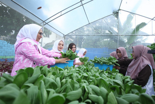 BRI Peduli Dukung Kegiatan Bertani di Tengah Kota Medan
