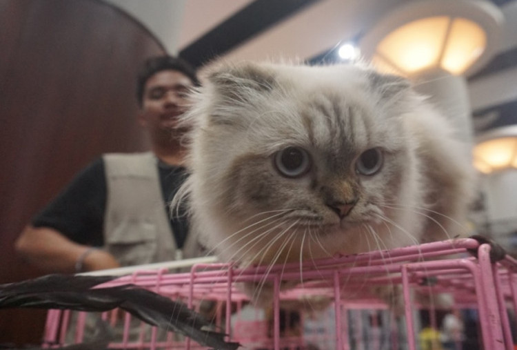 Tunjungan Convention Center Jadi Surga Pencinta Hewan dalam Indopet-X Vol. 3: Zoorasic Attack