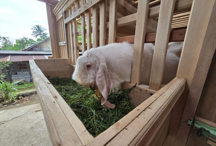Susu Kambing Senduro segera Diakui sebagai Produk Indikasi Geografis Asli Lumajang