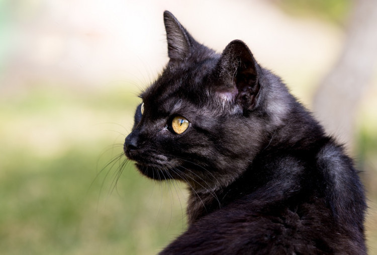 Kucing Hitam Pembawa Sial? Ini Sejarah, Mitos, dan Fakta Ilmiah yang Jarang Diketahui