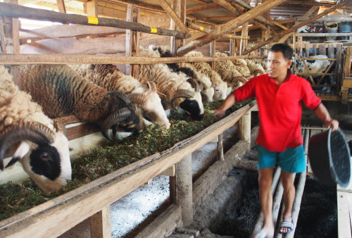 Peternak Domba Kebanjiran Pesanan, Harga Naik Rata-rata Rp500.000 Per Ekor, Dianggap Masih Wajar  