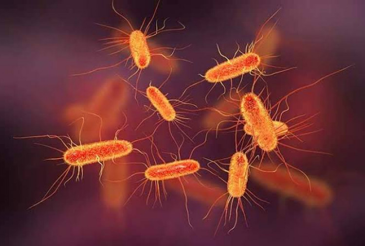 Mengenal Bakteri Salmonella dan E.coli yang Ditemukan di Menu MBG