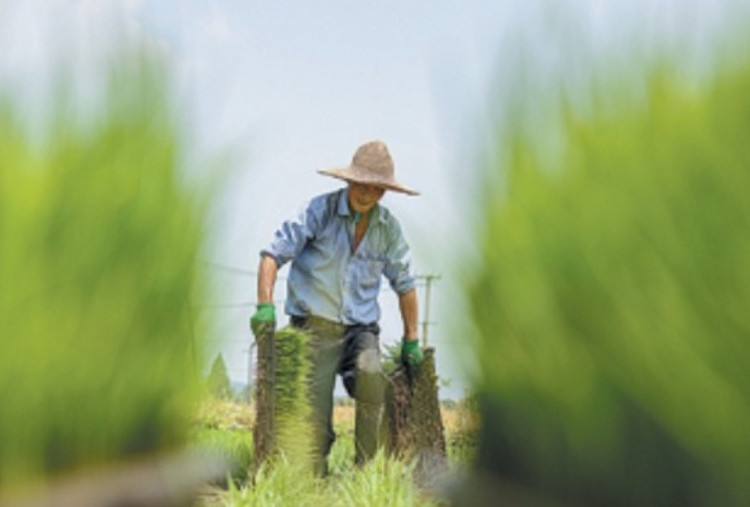 Tradisi Mangzhong, Musim Sibuk Petani Tiongkok