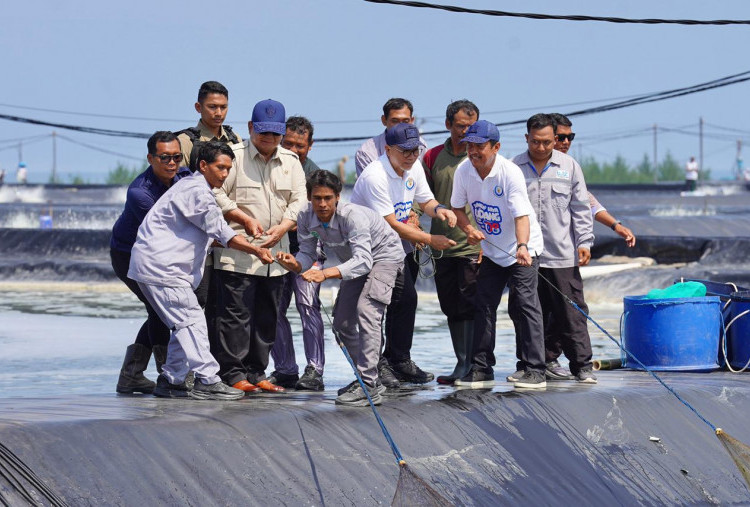 Presiden Prabowo Subianto Tinjau dan Panen Raya Udang Vannamei di Kebumen