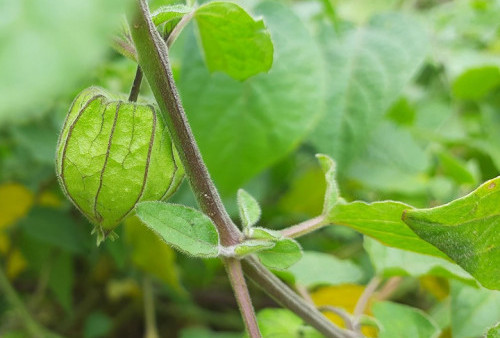 Buktikan Khasiat Ciplukan untuk Kesehatan, Si Kecil yang Cegah Kanker dan Aman untuk Gula Darah