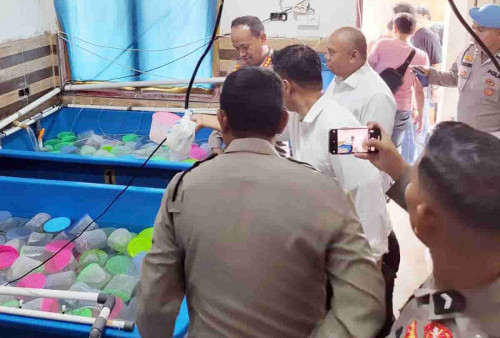 Polrestabes Palembang Amankan 24 Orang, Sita 93 Ribu Benih Lobster Udang Jenis Mutiara