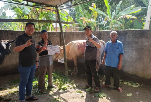 Pastikan Kesiapan Hewan Kurban, Camat Merapi Timur Kunjungi ke Desa desa