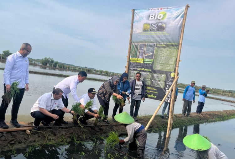 PGN dan BRIN Dorong Nilai Ekonomi Lahan Pesisir Batang: Dari Padi Biosalin ke Minapadi Salin