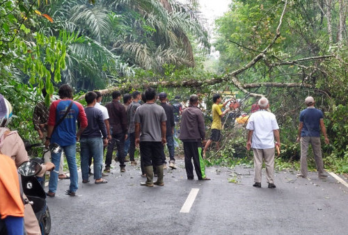 Hujan-Angin, Pohon Karet Tumbang Tutupi Jalan