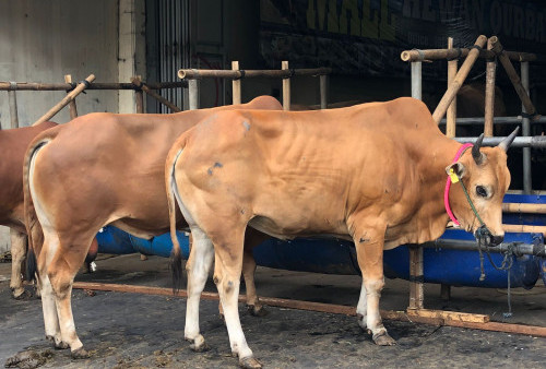 Penjualan Sapi Mulai Melonjak Jelang Idul Adha, Segini Harganya