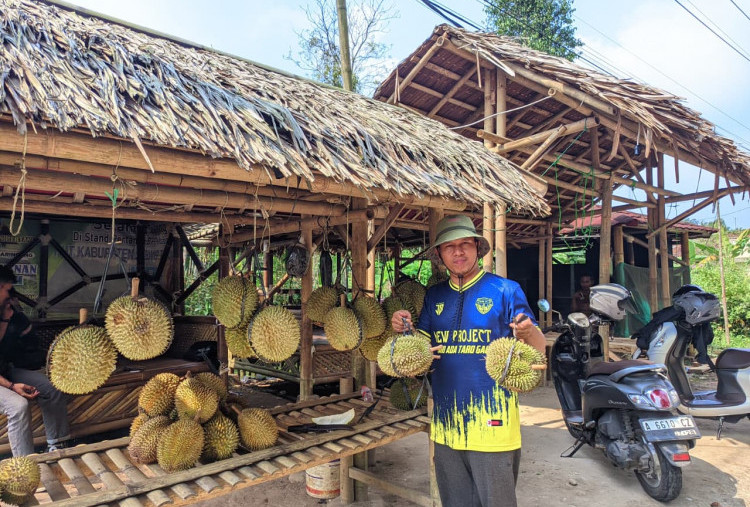 Ada 20 Jenis Durian Unggulan di Gunungsari Serang, Rasanya Legit Semua