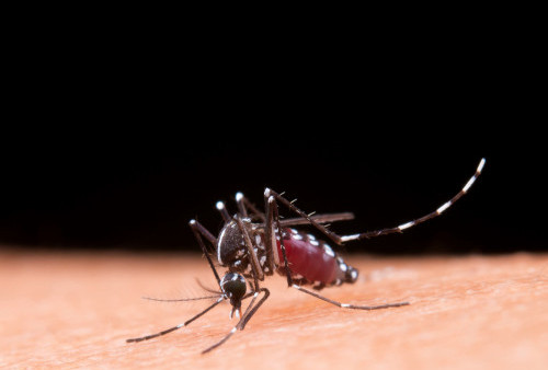 Wow! Para Ilmuan Temukan Bakteri yang 'Kebetulan' Mampu Melawan Malaria