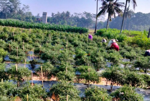 Petani Cabai Keluhkan Harga Pupuk Mahal