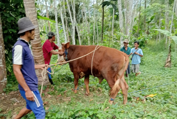 Warga Sukabumi Terdampak Proyek PLTA 75 Megawatt Dapat Distribusi Daging Sapi Kurban