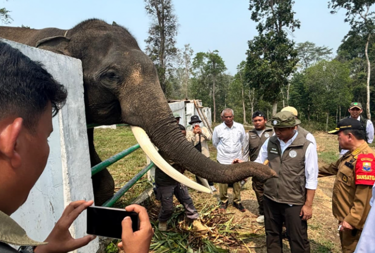 Ruang Gerak Gajah Sumatra Jadi Fokus, Kemenhut Perkuat Habitat di Bukit Tigapuluh