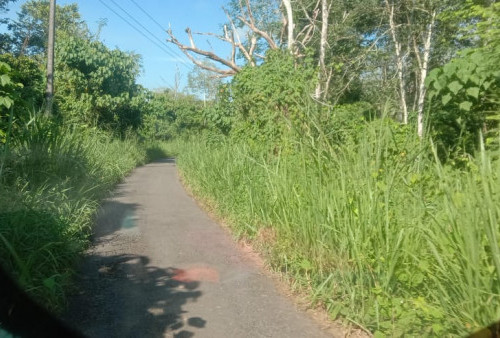 Semak Belukar Tutupi Bahu Jalan, Akses Jalan Desa Sugiwaras - Baturaja Baru Menyempit